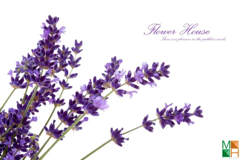 Tranh dán tường hoa lavender tại Quỳnh Mai, Hai Bà Trưng, Hà Nội FW - 187 Tranh dán tường hoa lavender tại Quỳnh Mai, Hai Bà Trưng, Hà Nội FW - 187